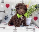 Small Photo #6 Poodle (Miniature)-Schnoodle (Miniature) Mix Puppy For Sale in LAKELAND, FL, USA
