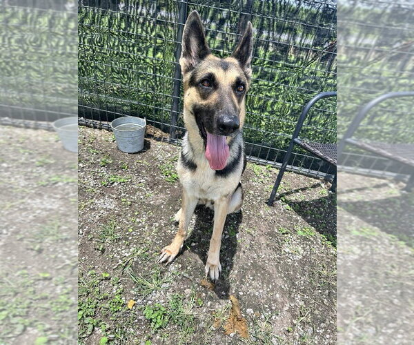 Medium Photo #2 German Shepherd Dog Puppy For Sale in Abbeville, LA, USA