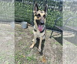 Small #1 German Shepherd Dog
