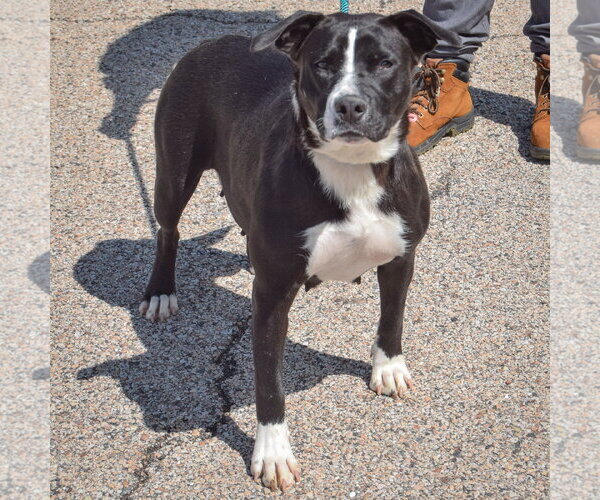 Medium Photo #3 Boxer-Unknown Mix Puppy For Sale in Huntley, IL, USA