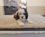 Small #2 Cocker Spaniel