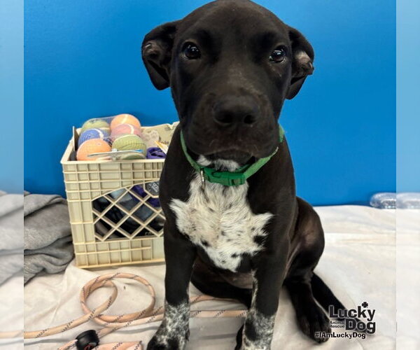 Medium Photo #2 Lab-Pointer Puppy For Sale in Washington, DC, USA