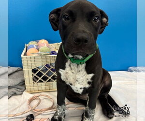 Lab-Pointer Dogs for adoption in Washington, DC, USA