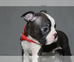 Small #2 Boston Terrier