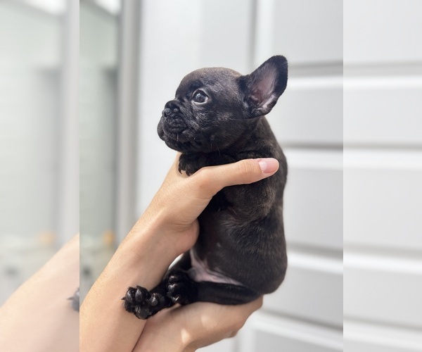 Medium Photo #15 French Bulldog Puppy For Sale in LAVEEN, AZ, USA