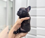 Small Photo #15 French Bulldog Puppy For Sale in LAVEEN, AZ, USA