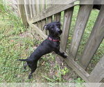 Small Photo #3 Mutt Puppy For Sale in Rootstown, OH, USA