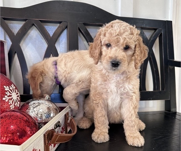 Medium Photo #6 Goldendoodle Puppy For Sale in DAWSONVILLE, GA, USA