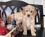 Small Photo #6 Goldendoodle Puppy For Sale in DAWSONVILLE, GA, USA