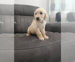 Small #9 Golden Retriever