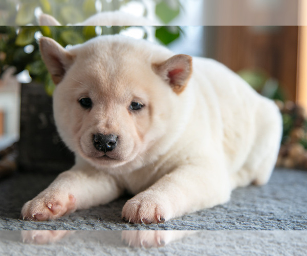 Medium Photo #4 Shiba Inu Puppy For Sale in SHILOH, OH, USA