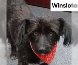 Doodle Dogs for adoption in Visalia, CA, USA