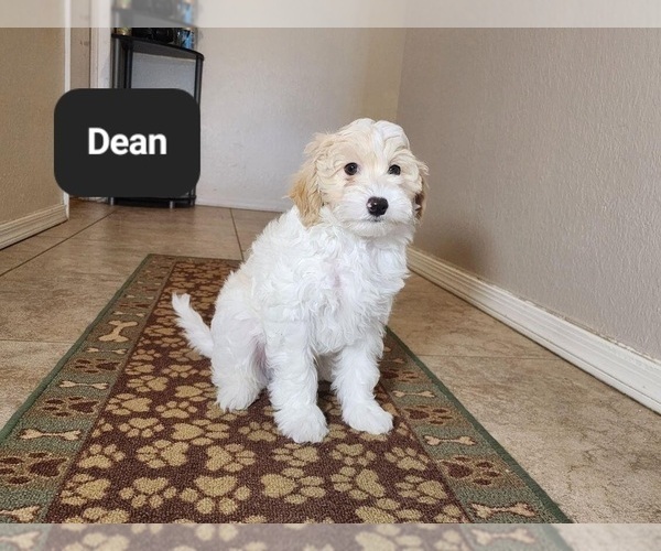 Medium Photo #7 Poovanese Puppy For Sale in TUCSON, AZ, USA