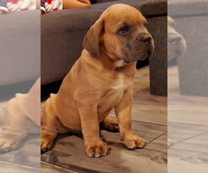 Cane Corso Puppy for sale in CORONA, CA, USA