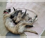Small Photo #28 Anatolian Shepherd Puppy For Sale in COMMERCE, TX, USA