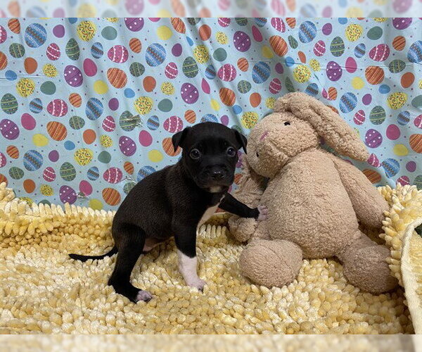 Medium Photo #1 Border Collie-Unknown Mix Puppy For Sale in Modesto, CA, USA