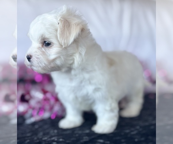 Medium Photo #8 Maltese Puppy For Sale in ROCK STREAM, NY, USA