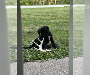 Labradoodle Litter for sale in KIRKSVILLE, MO, USA