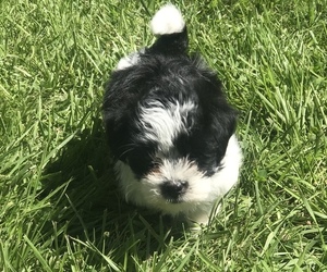 Morkie Puppy for sale in MUSCATINE, IA, USA
