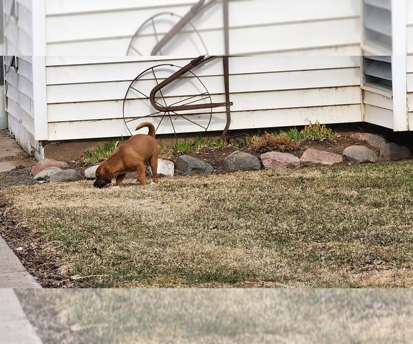 Medium Photo #6 Puggle Puppy For Sale in GREENWOOD, WI, USA