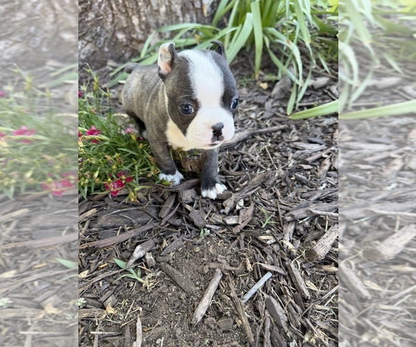 Medium Photo #8 Boston Terrier Puppy For Sale in FREDONIA, KS, USA