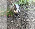 Small #7 Boston Terrier