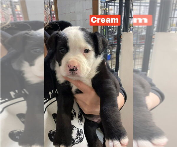 Medium Photo #1 Mutt Puppy For Sale in Foristell, MO, USA