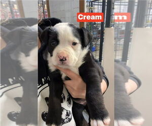 Mutt Dogs for adoption in Foristell, MO, USA