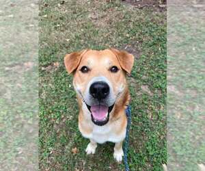 Labrachow Dogs for adoption in Holly Springs, NC, USA