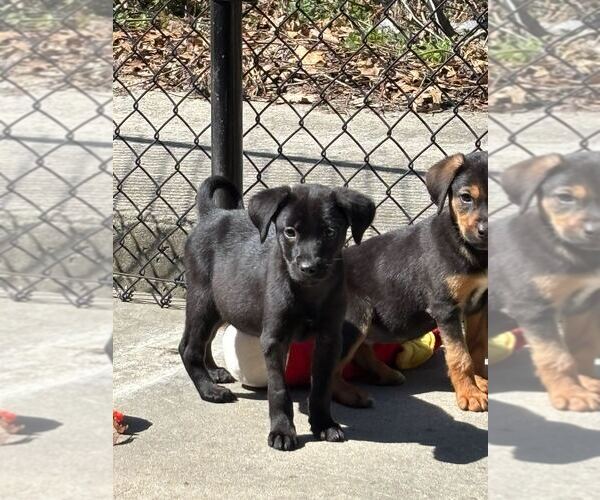 Medium Photo #3 Labrador Retriever-Unknown Mix Puppy For Sale in Elmsford, NY, USA