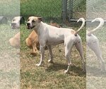 Small #5 Mutt
