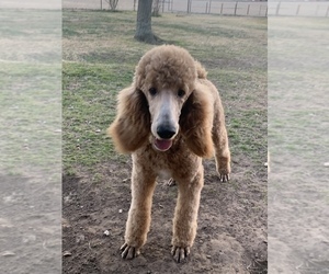 Poodle (Standard) Dogs for adoption in SAVOY, TX, USA