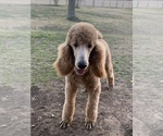 Small Photo #1 Poodle (Standard) Puppy For Sale in SAVOY, TX, USA