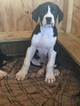 Small Photo #7 Great Dane Puppy For Sale in COVINGTON, GA, USA