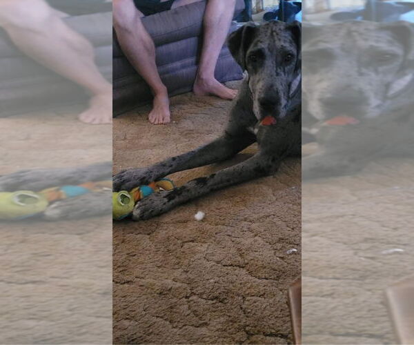 Medium Photo #2 Great Dane Puppy For Sale in Bullard, TX, USA