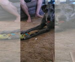 Small #1 Great Dane