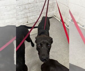 German Shepherd Dog-Unknown Mix Dogs for adoption in San Bernardino, CA, USA