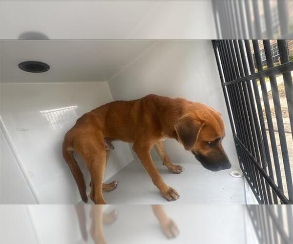 Medium Photo #1 Boxer-Unknown Mix Puppy For Sale in Houston, TX, USA