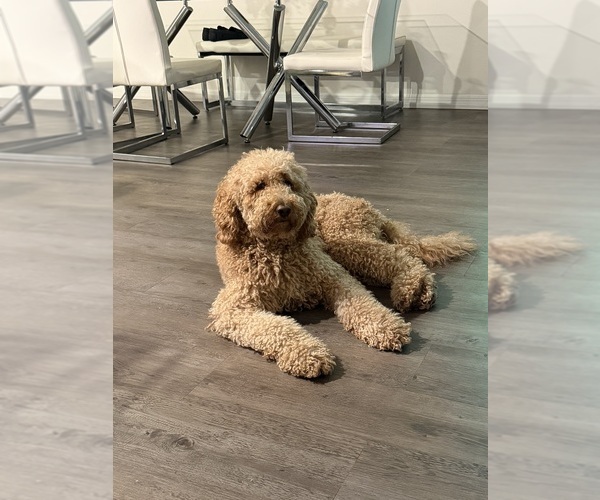 Medium Photo #1 Goldendoodle mix (+ Poodle Standard) Puppy For Sale in SEFFNER, FL, USA