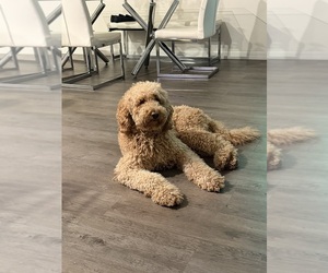 Father of the Goldendoodle mix (+ Poodle Standard) puppies born on 07/26/2026