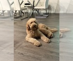 Small Photo #1 Goldendoodle mix (+ Poodle Standard) Puppy For Sale in SEFFNER, FL, USA