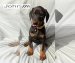 Small #3 Doberman Pinscher