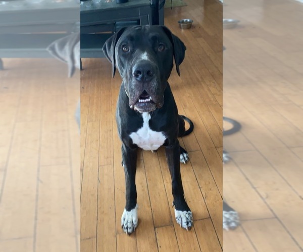 Medium Photo #1 Great Dane-Sheepadoodle Mix Puppy For Sale in EGG HARBOR CITY, NJ, USA