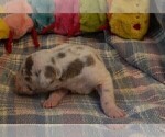 Small Photo #35 Great Dane Puppy For Sale in SPRAGGS, PA, USA