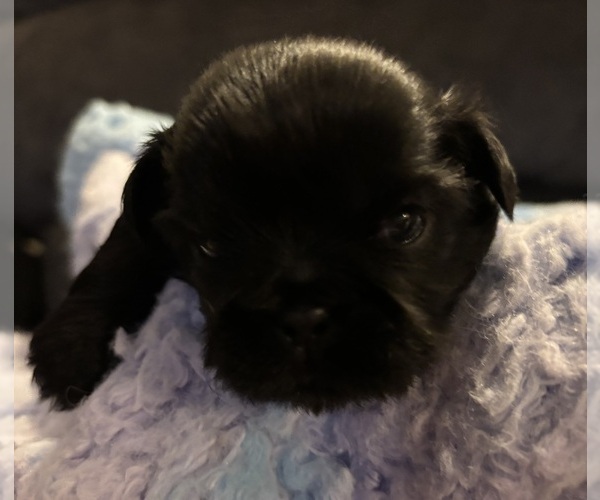 Medium Photo #2 Shih Tzu Puppy For Sale in BLUFFTON, SC, USA
