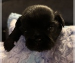 Small #1 Shih Tzu