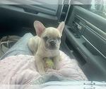 Small Photo #13 French Bulldog Puppy For Sale in GREENSBORO, NC, USA