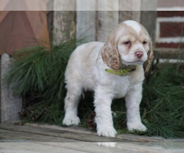 Medium Photo #3 Cocker Spaniel Puppy For Sale in FREDERICKSBG, OH, USA