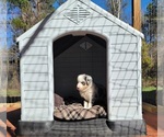 Small Photo #8 Miniature Australian Shepherd Puppy For Sale in MIDDLEBURG, FL, USA