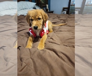 Golden Retriever Puppy for sale in SAN ANTONIO, TX, USA
